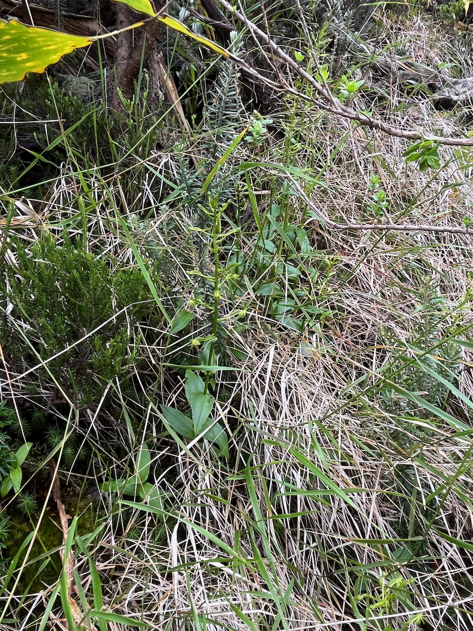 21. In situ, Habenaria frappieri - Ø - Orchidaceae - endémique Réunion