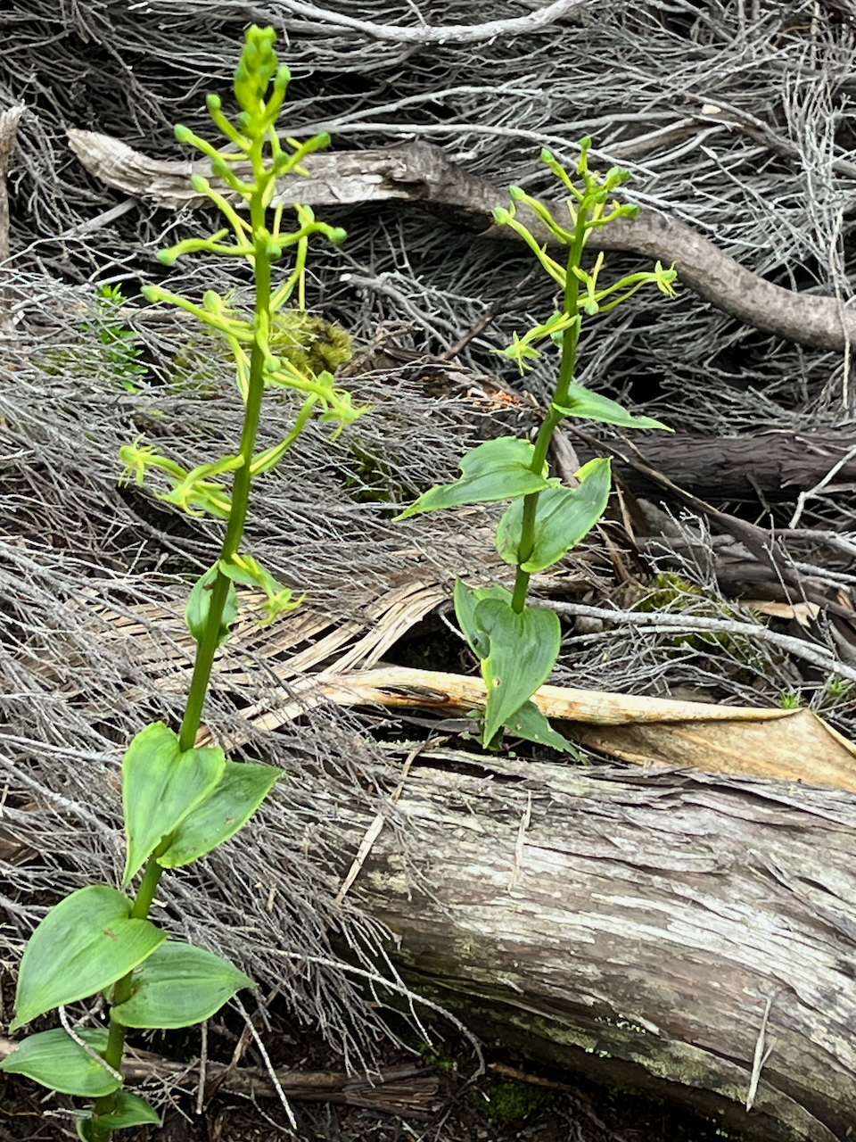22. Premières Habenaria frappieri - Ø - Orchidaceae - endémique Réunion