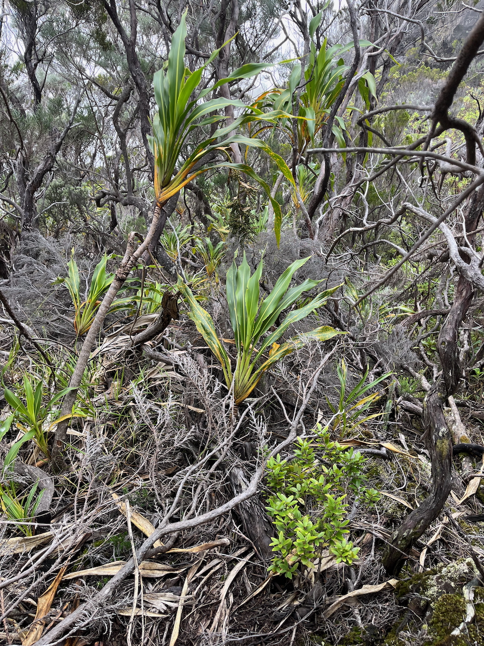 23. Cordyline mauritiana - Canne marron - LILIACEAE -E RM  dans les Branles verts