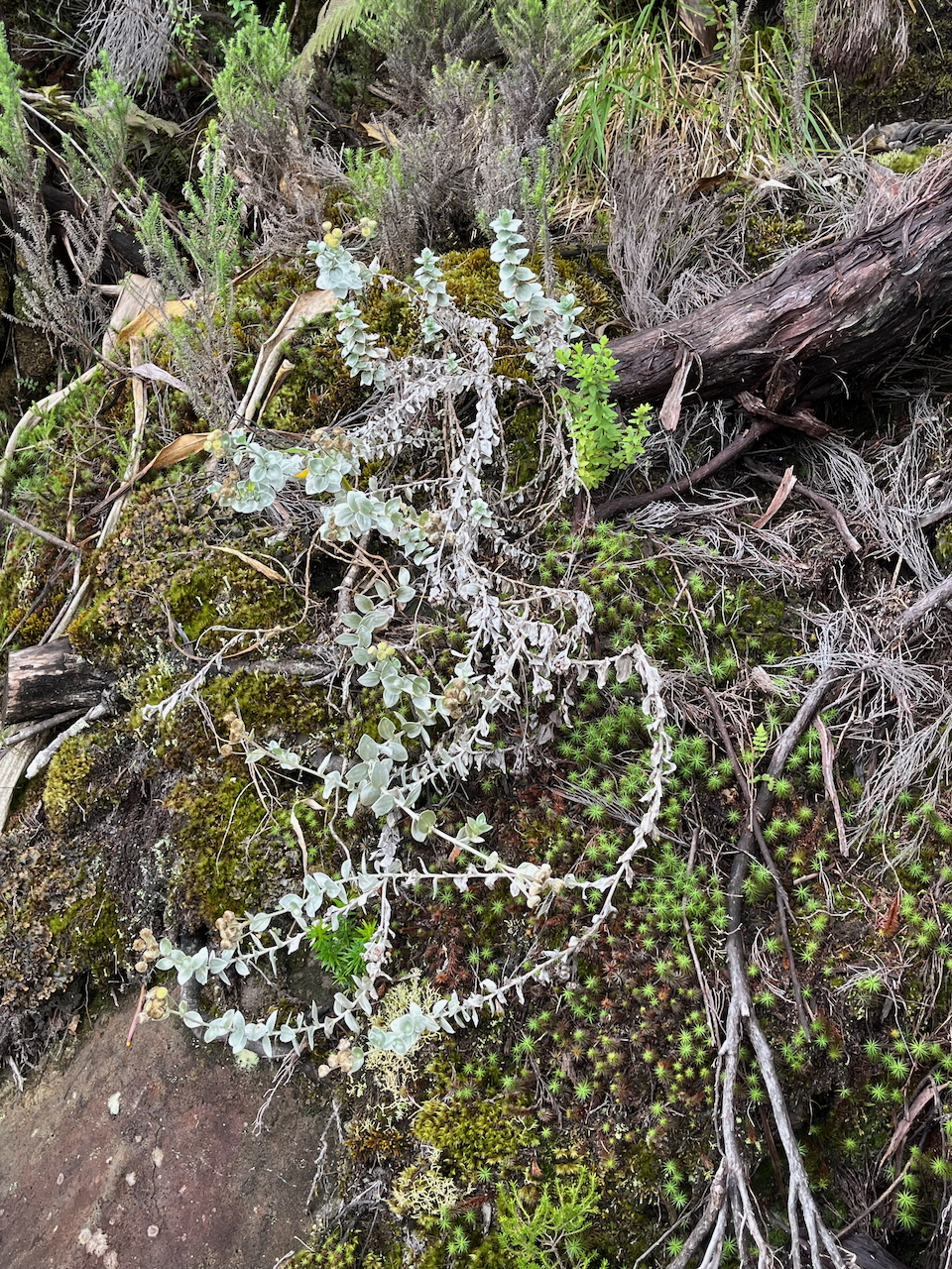 24. Psiadia argentea - Petit velours - ASTERACEE Endémique