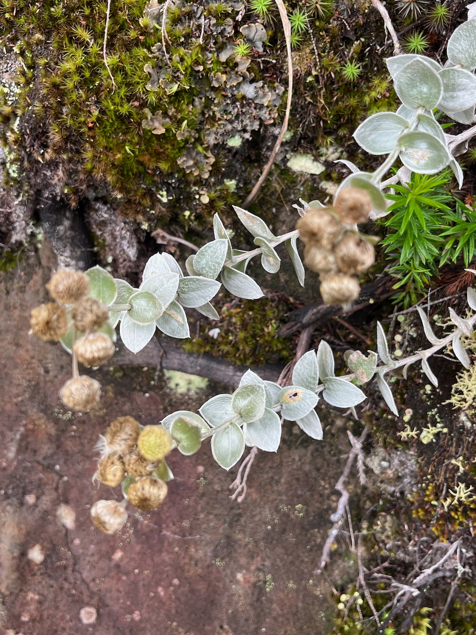 25. Psiadia argentea - Petit velours - ASTERACEE Endémique