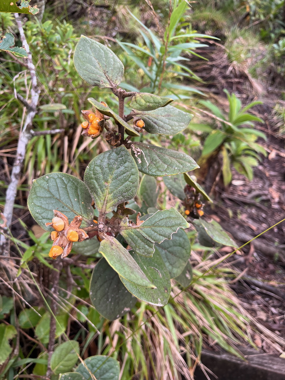 27. Fruits de Monimia rotundifolia - &nbsp;Mapou - MONIMIAC. - Endémique La Réunion