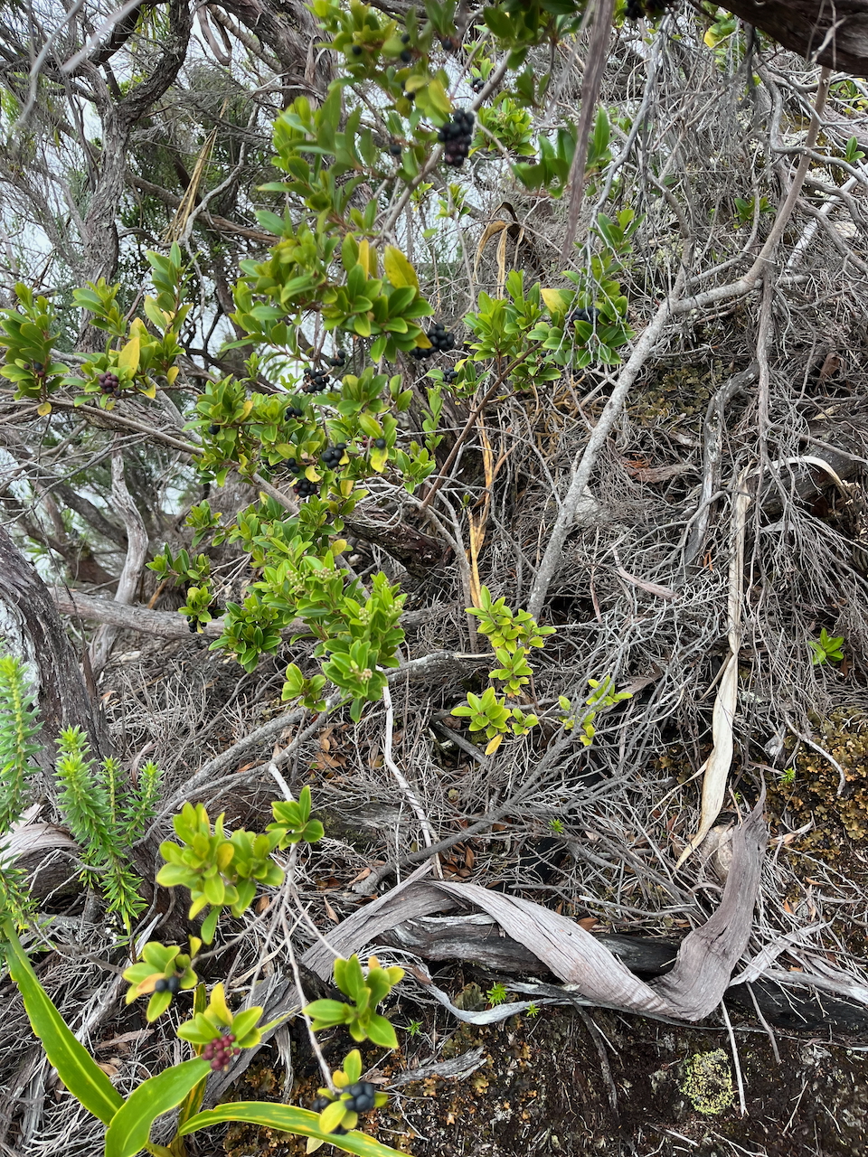 28.Fruits (bas de la photo) de Embelia angustifolia - Liane savon - Myrsinaceae - Endémique BM