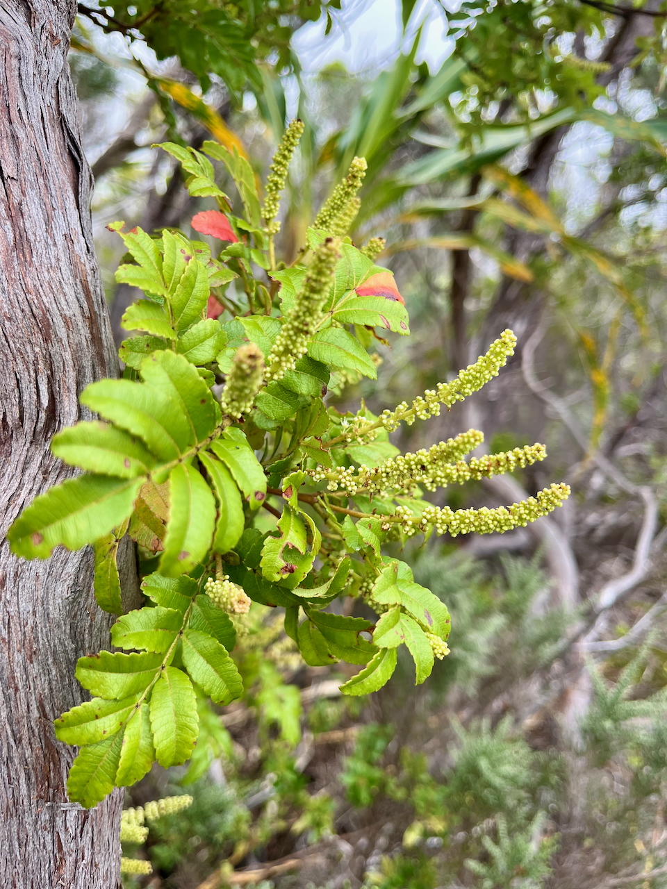 29. Fruits de Weinmannia tinctoria - Tan rouge -CUNONIACEAE - endémique de la Réunion et de Maurice