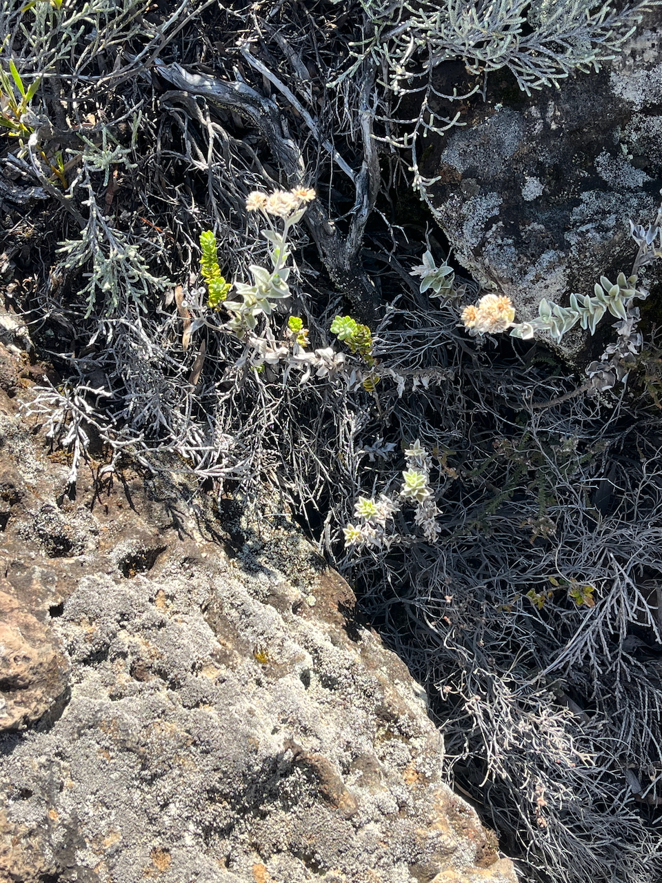 3. In situ Psiadia argentea