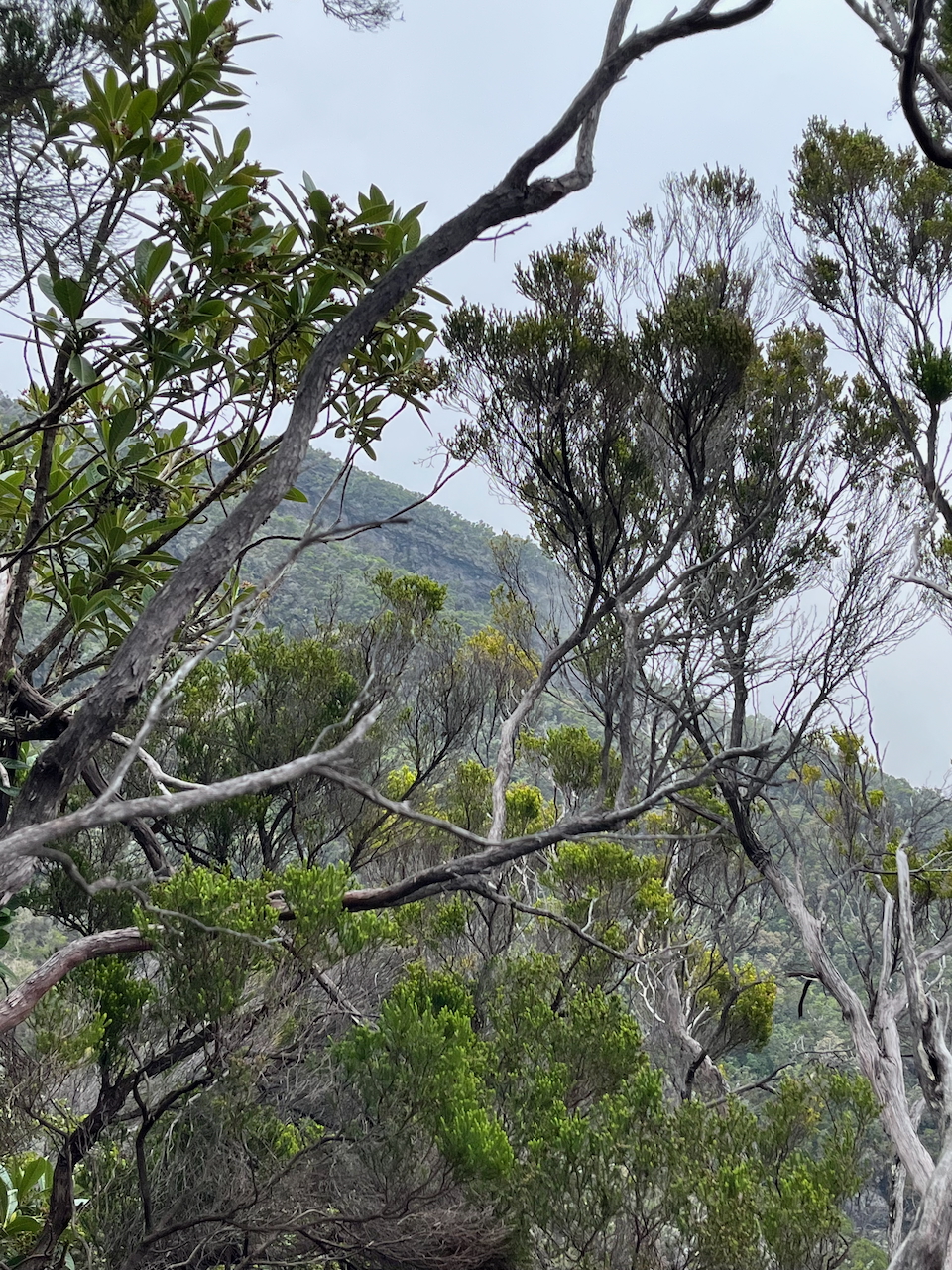 30.Le brouillard se lève un instant.