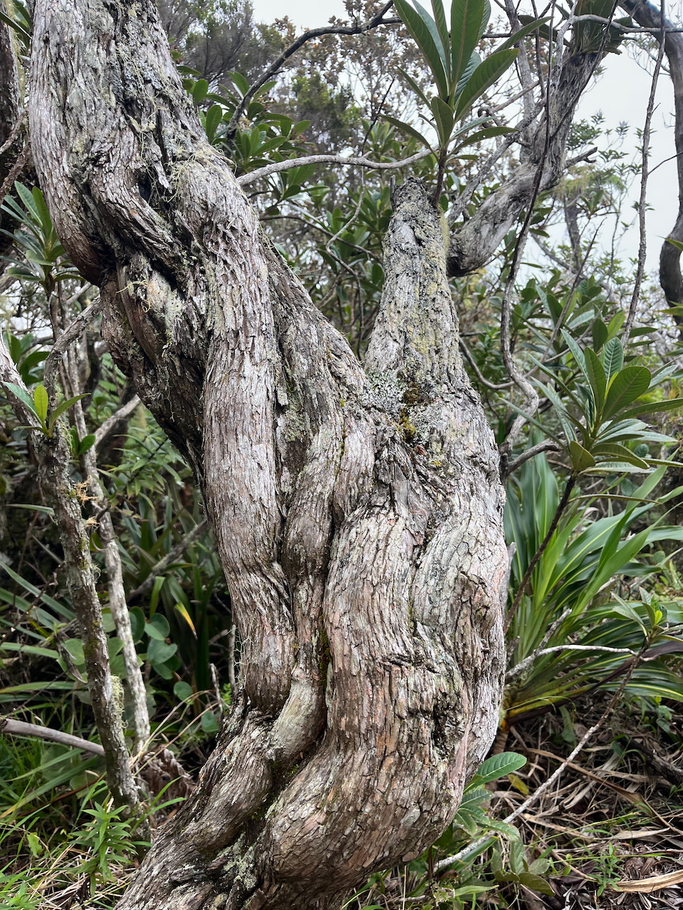32.Tronc de vieux Forgesia racemosa - Bois de Laurent Martin - Escalloniacée - B
