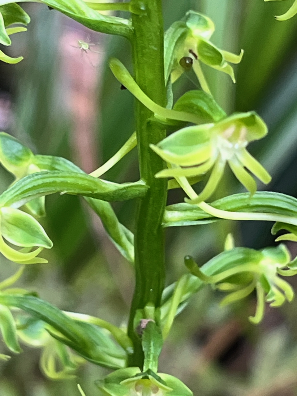 33. Habenaria frappieri - Ø - Orchidaceae - endémique Réunion
