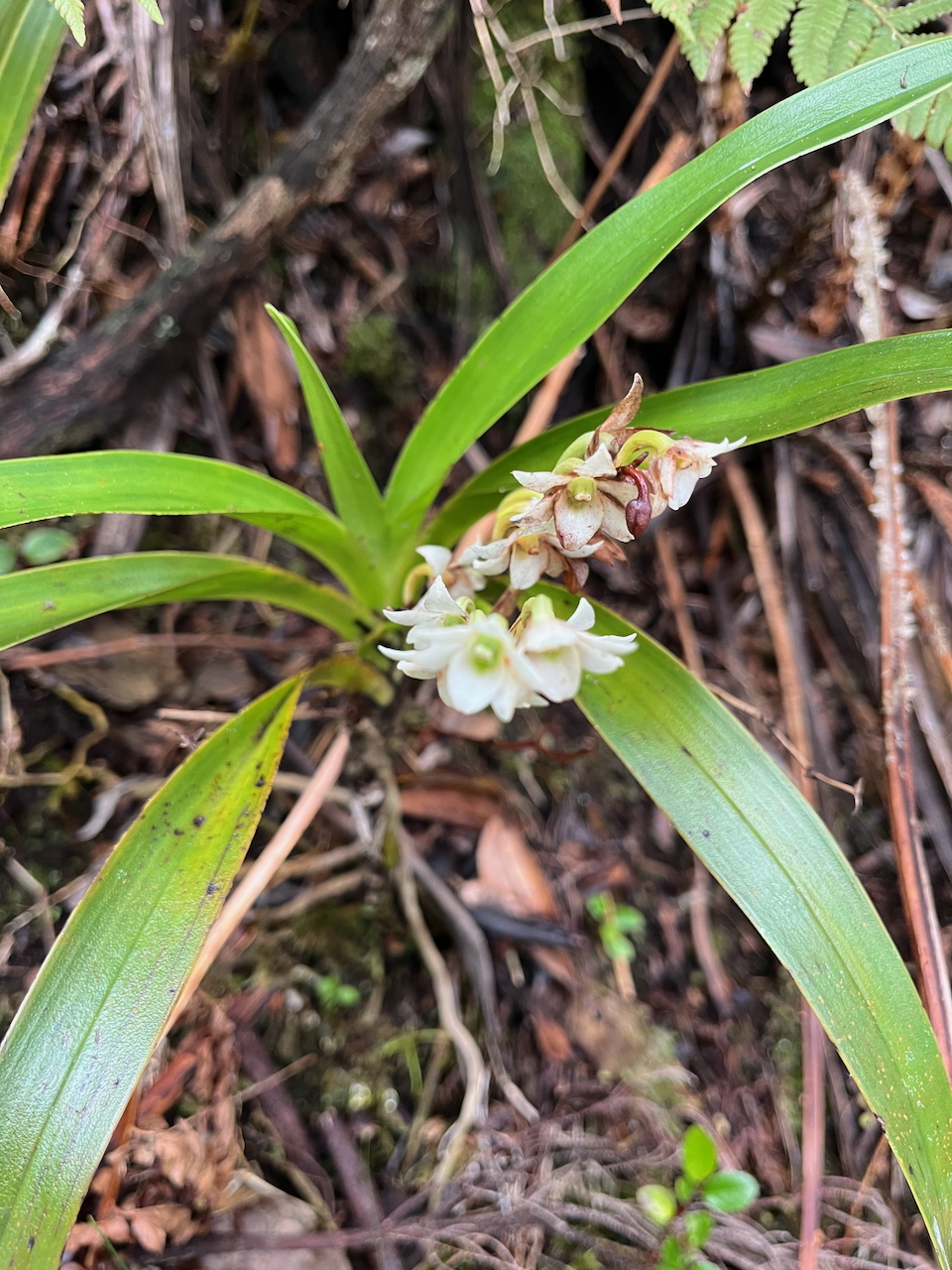 34. Angraecum striatum - Ø - Orchidaceae