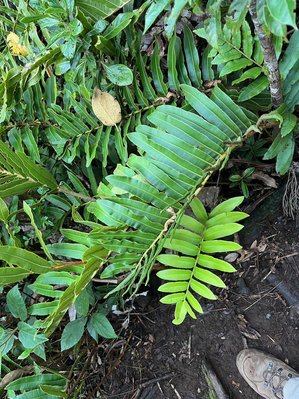 35. Sur la même fronde de Parablechnum marginatum (ex. Blechnum marginatum) - Ø - Blechnaceae - Endémique La Réunion une moitié stérile, une moitié fertile