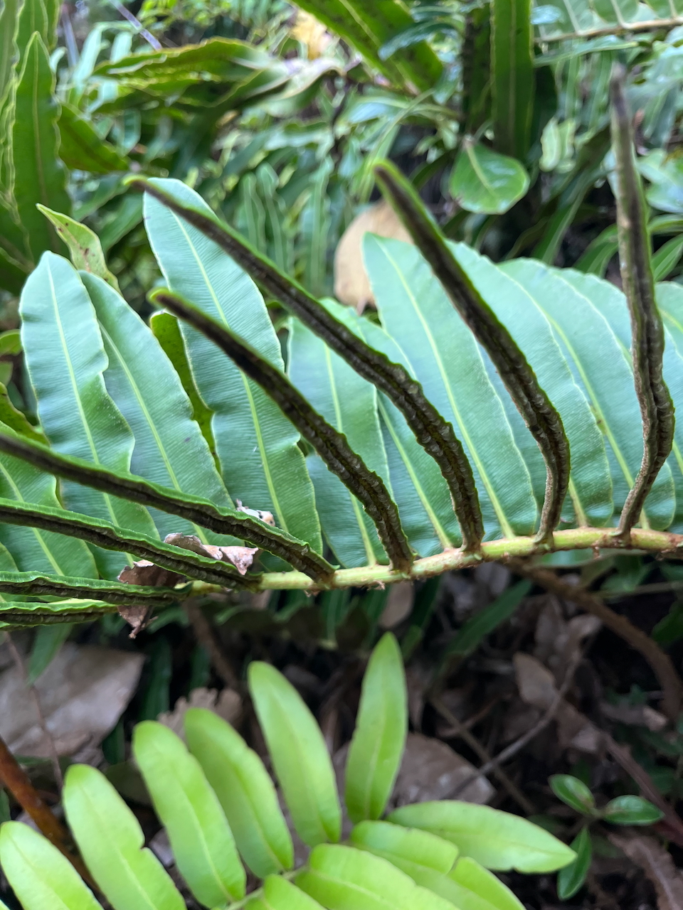 36. Sur la même fronde de Parablechnum marginatum (ex. Blechnum marginatum) - Ø - Blechnaceae - Endémique La Réunion une moitié stérile, une moitié fertile