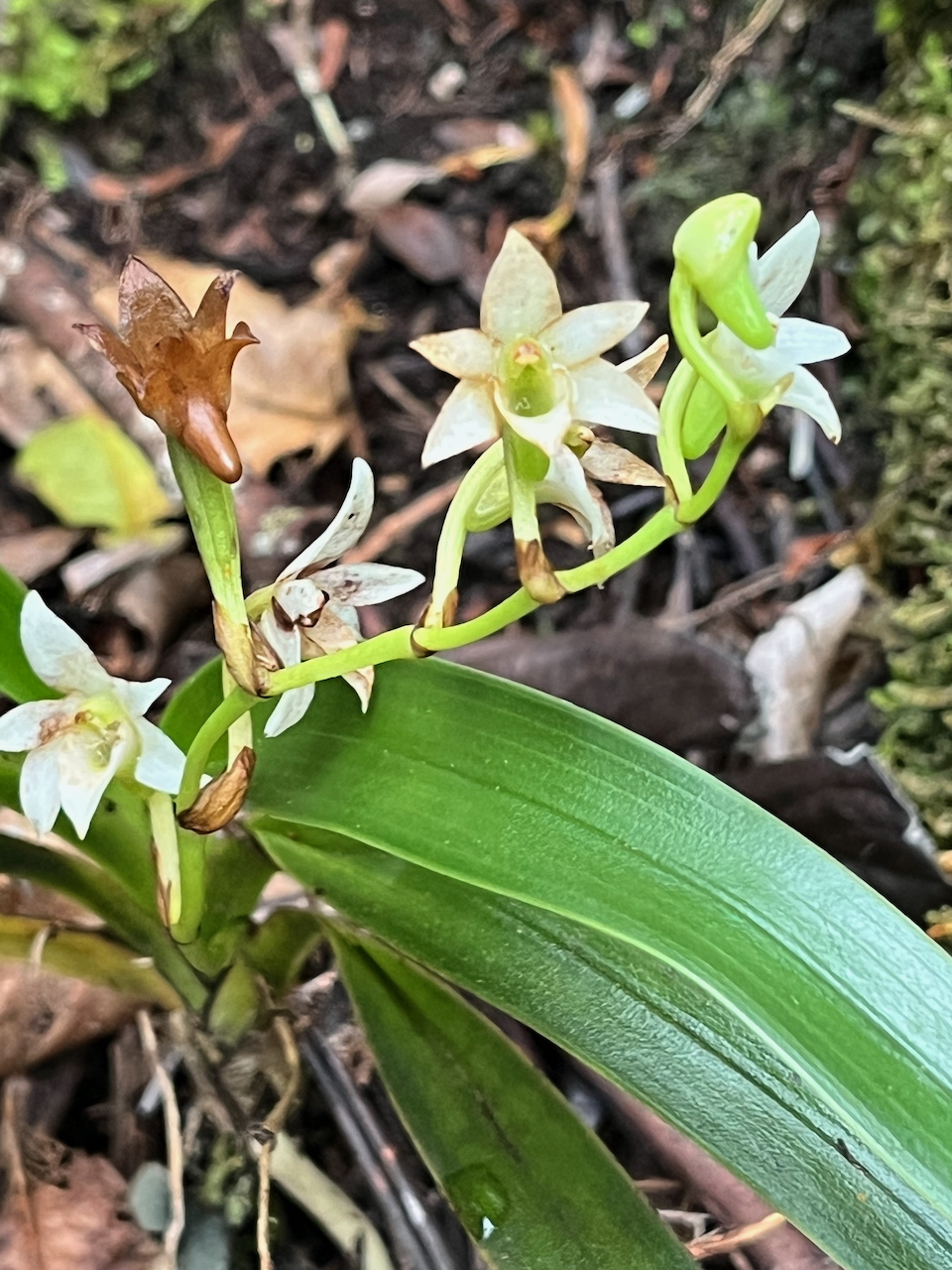37. Angraecum striatum - Ø - Orchidaceae.