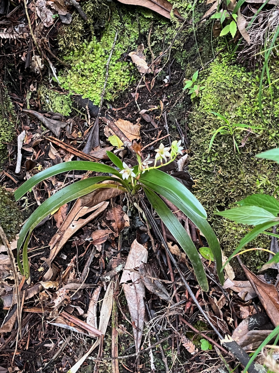 38.Angraecum striatum - Ø - Orchidaceae