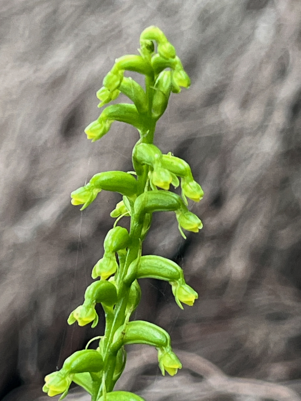 39.Benthamia africana (ex-spiralis) (Thouars) - - ORHICACEA - A. Rich. Madagascar, La Réunion, Maurice