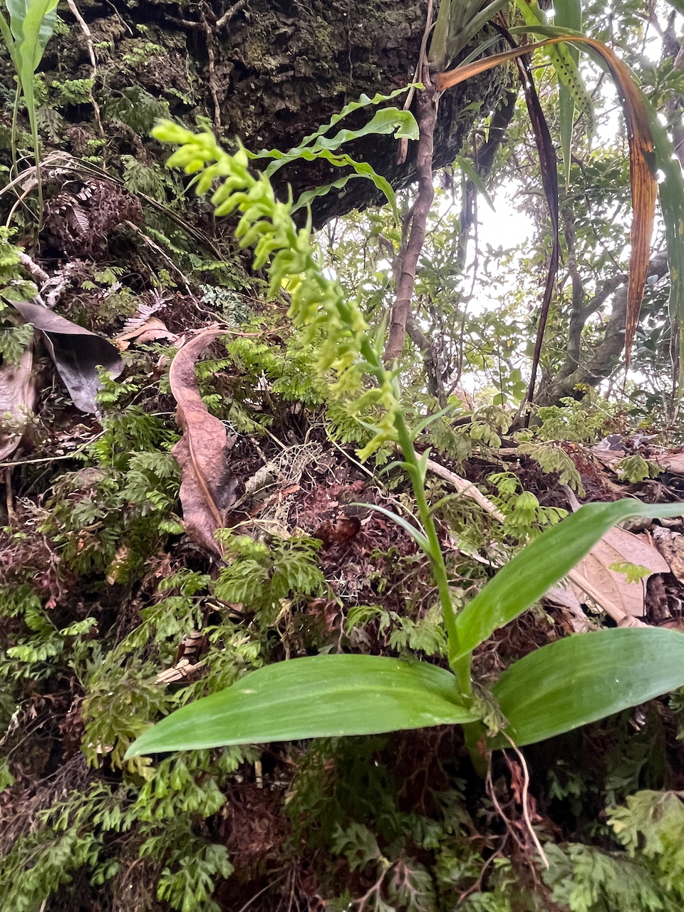 40. Benthamia erinacea - ORHICACEA - A. Rich. Madagascar, La Réunion, Maurice