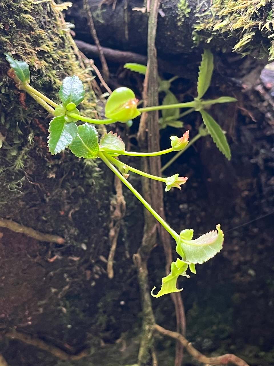 41. Rejet  de Weinmannia mauritiana - Petit bois de tan - CUNONIACEE Endémique M