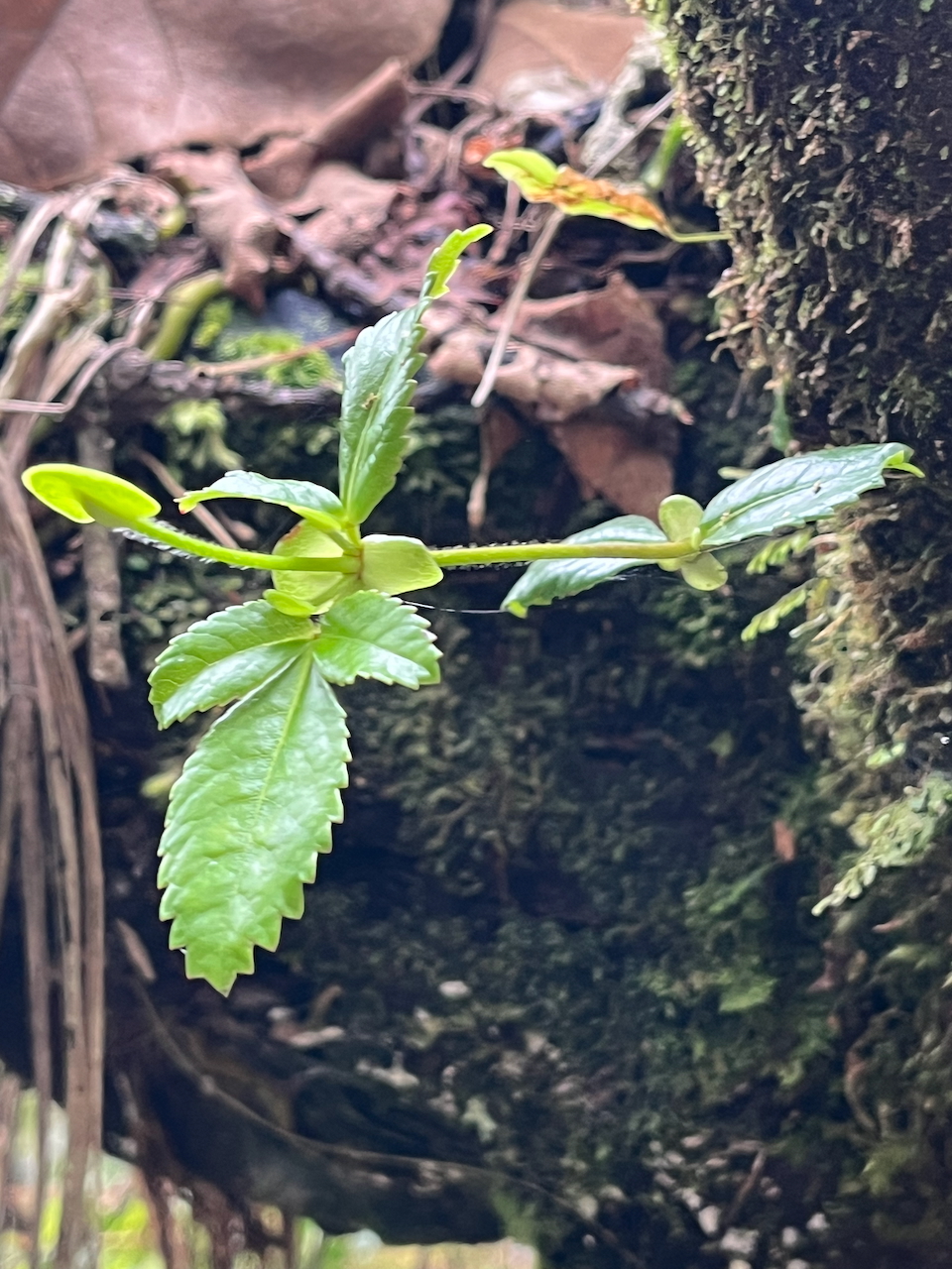 42. Rejet  de Weinmannia mauritiana - Petit bois de tan - CUNONIACEE Endémique M.