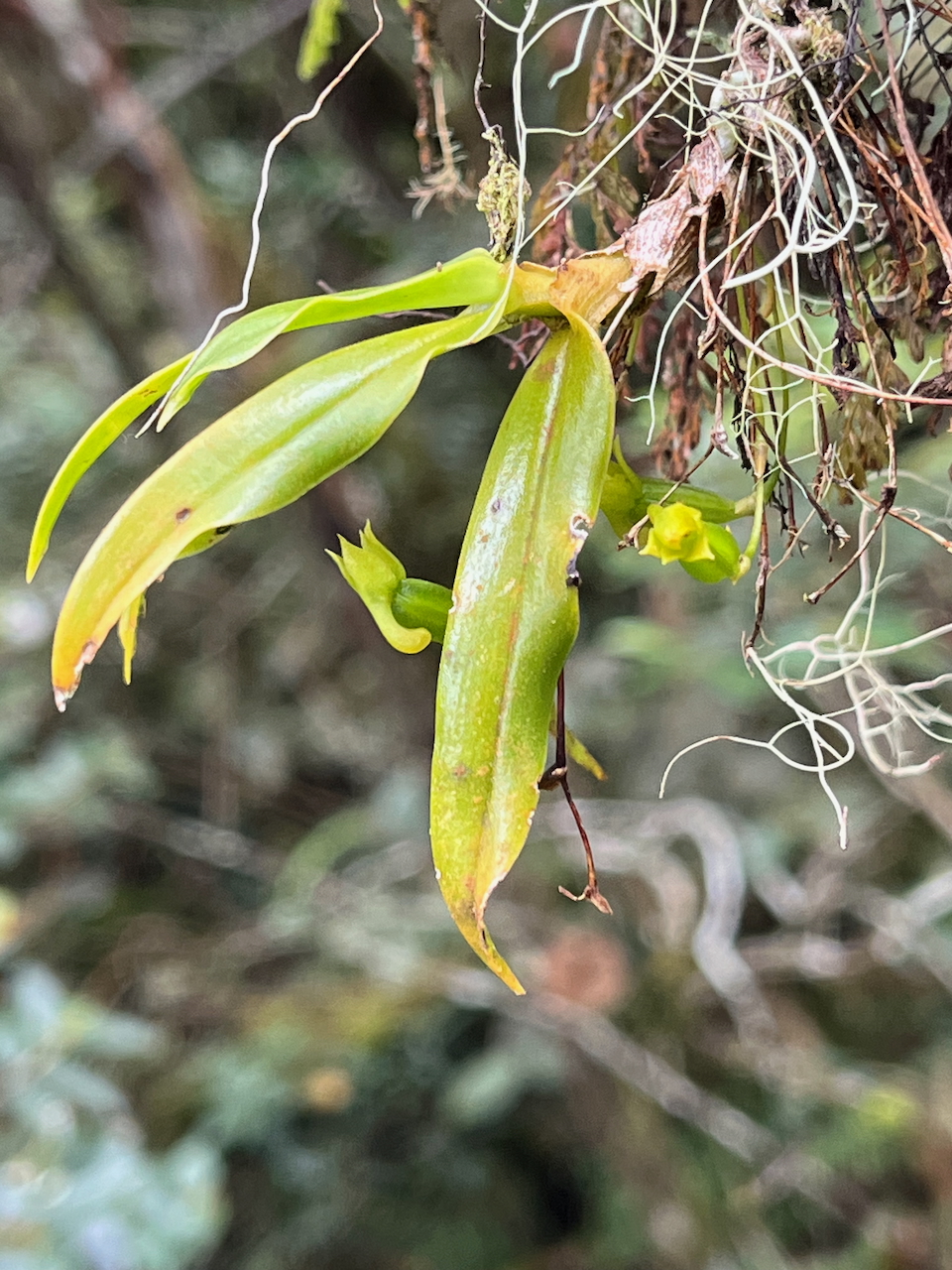 43. Angæcum multiflorum - Ø - Orchidacea - indigène Réunion