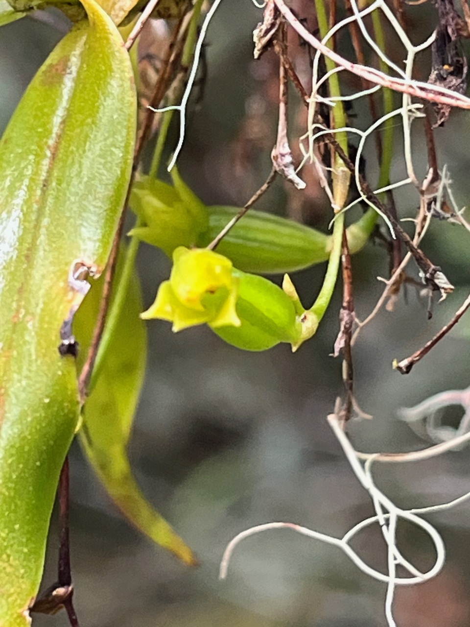 44. Angæcum multiflorum - Ø - Orchidacea - indigène Réunion