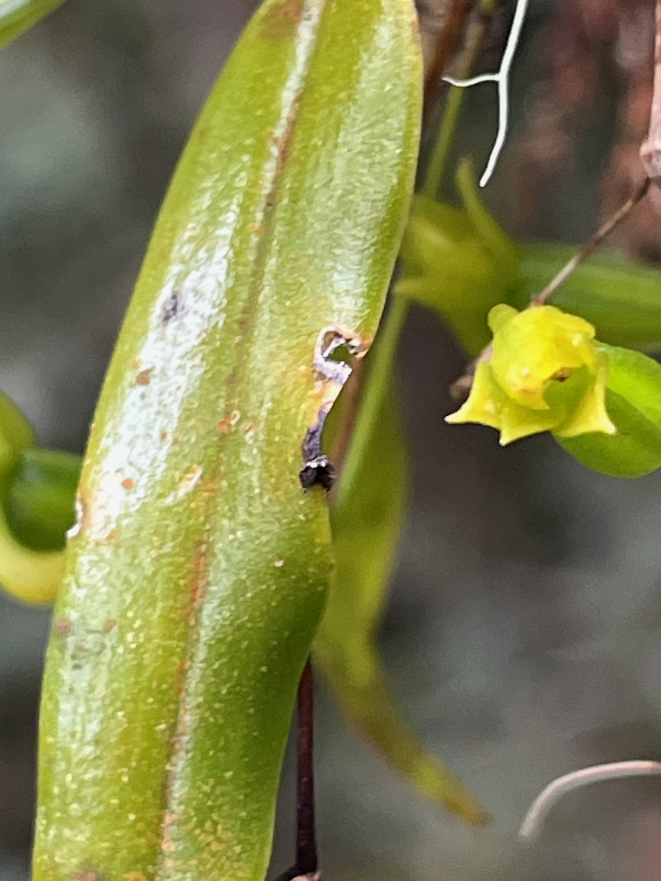 45. Angæcum multiflorum - Ø - Orchidacea - indigène Réunion