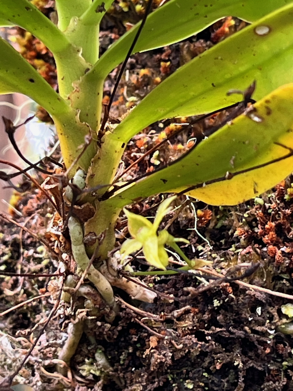 46.Angæcum multiflorum - Ø - Orchidacea - indigène Réunion