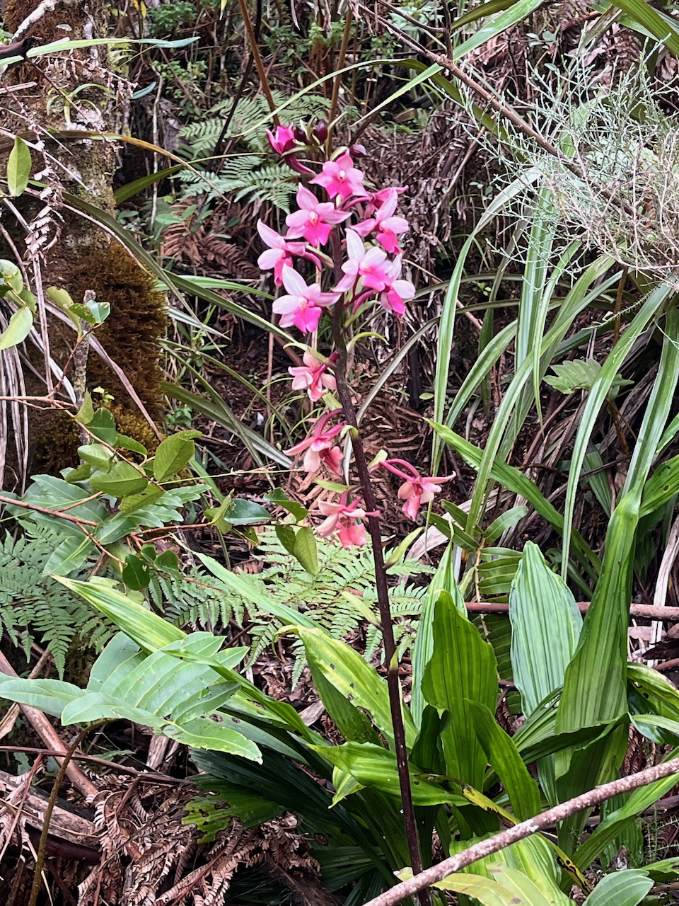 48. Calanthe sylvatica - ORCHIDACEAE-I