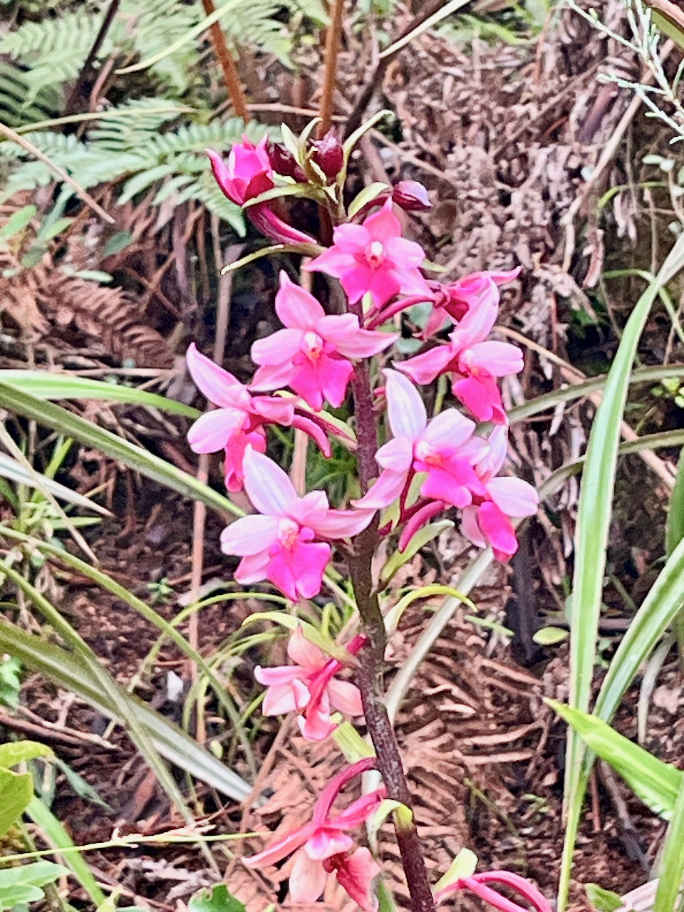 48. Calanthe sylvatica - ORCHIDACEAE-I.