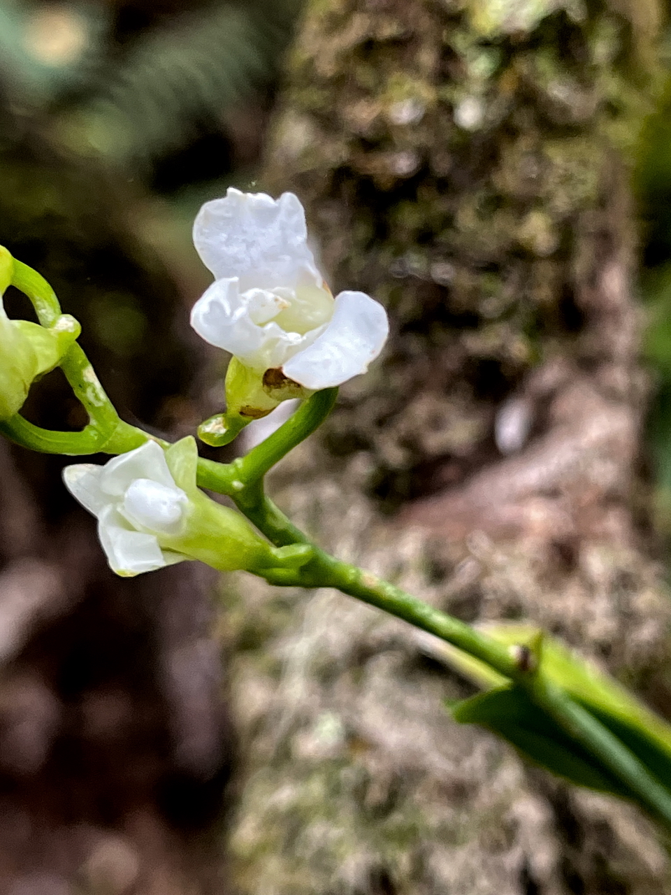 50. Fleur de Beclardia macrostachya - Orchidée Muguet -  ORCHIDACEAE - indigène Réunion