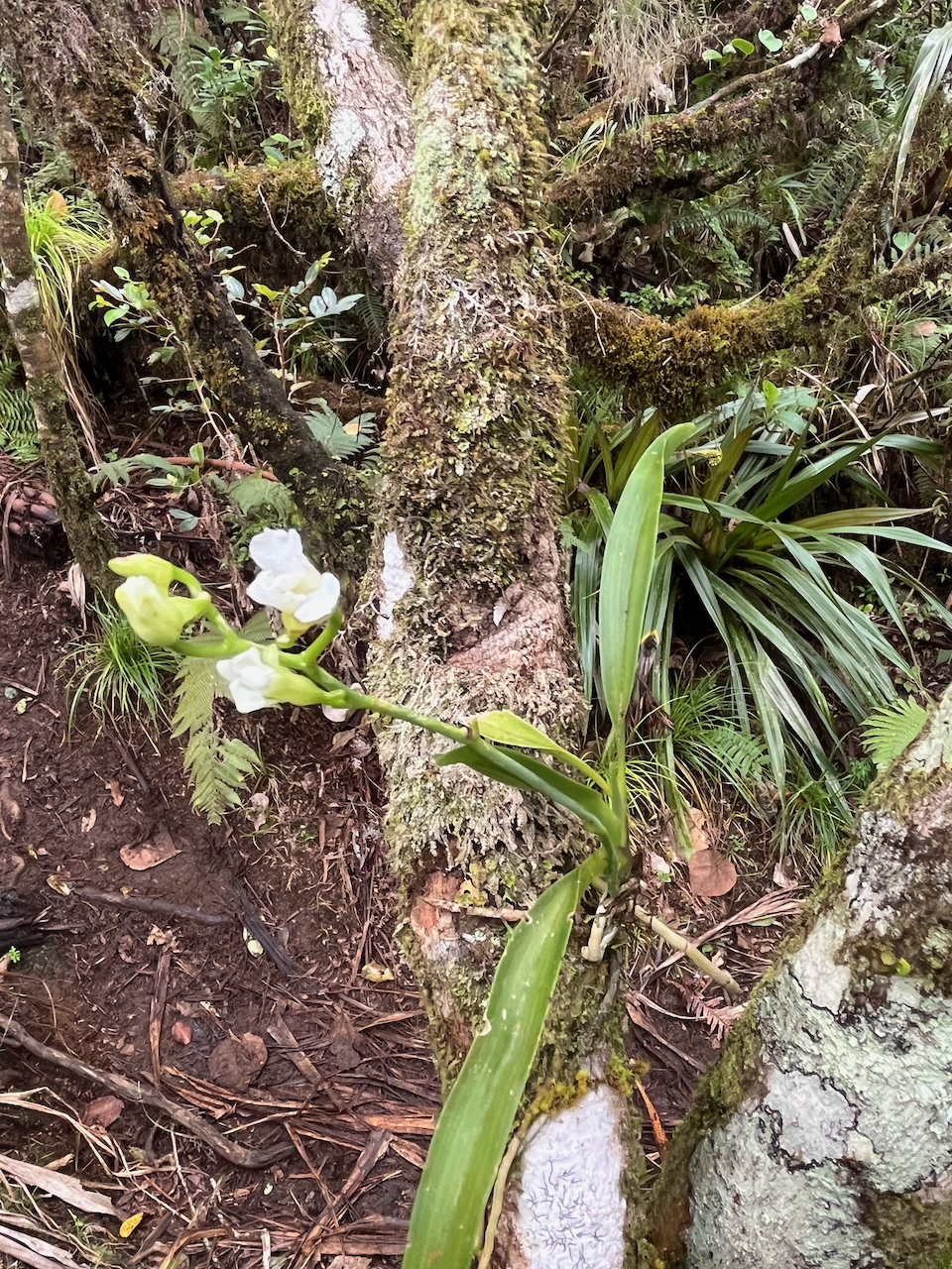 51. Beclardia macrostachya - Orchidée Muguet -  ORCHIDACEAE -indigène Réunion