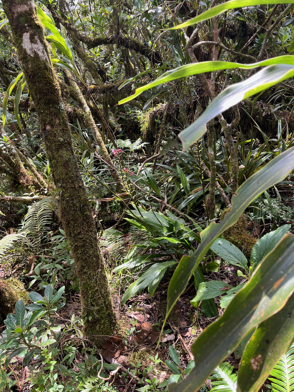 52. Calanthe sylvatica - ORCHIDACEAE-I.