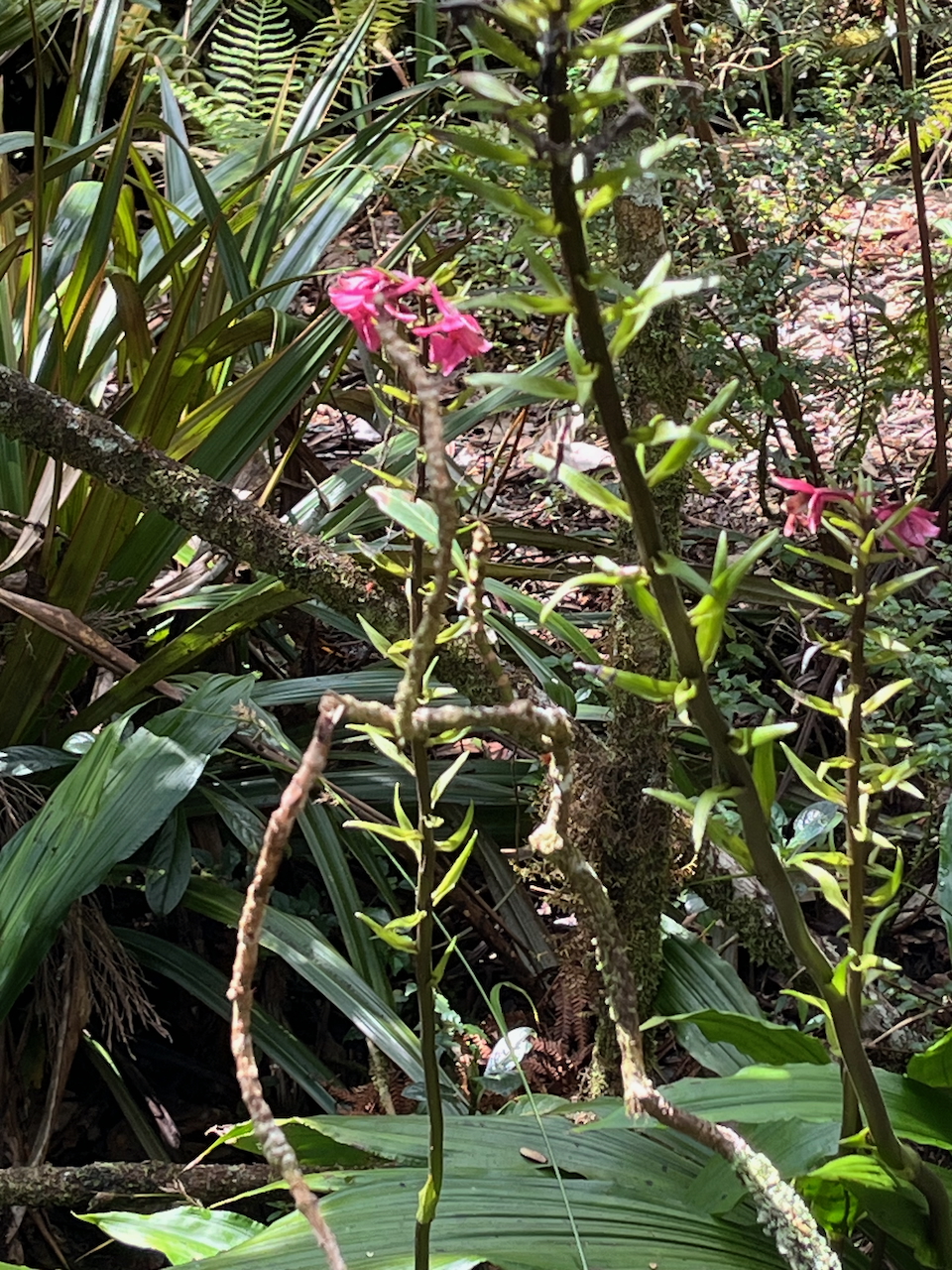 53. Calanthe sylvatica - ORCHIDACEAE-I