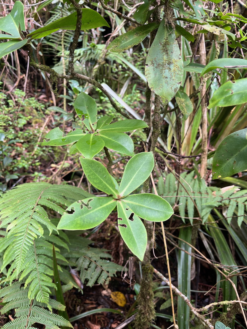 54. Badula grammisticta - Bois de savon - Myrsinaceae