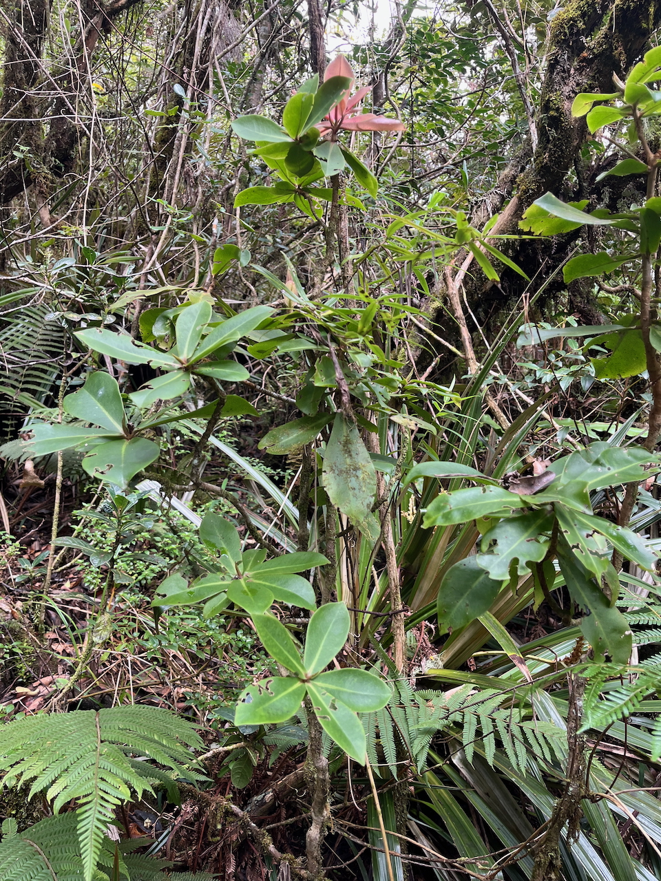 54. Badula grammisticta - Bois de savon - Myrsinaceae