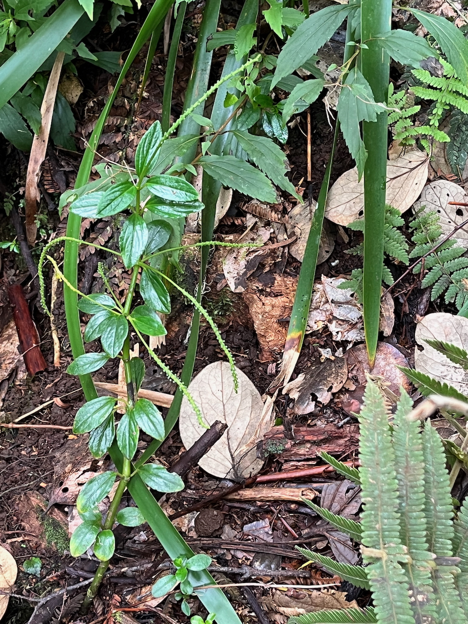 56.Peperomia sp. - Piperaceae