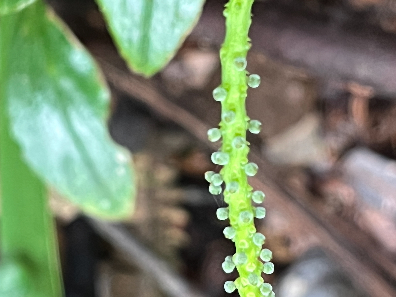 57.Détail de ???  fleur de Peperomia Sp. - Piperaceae