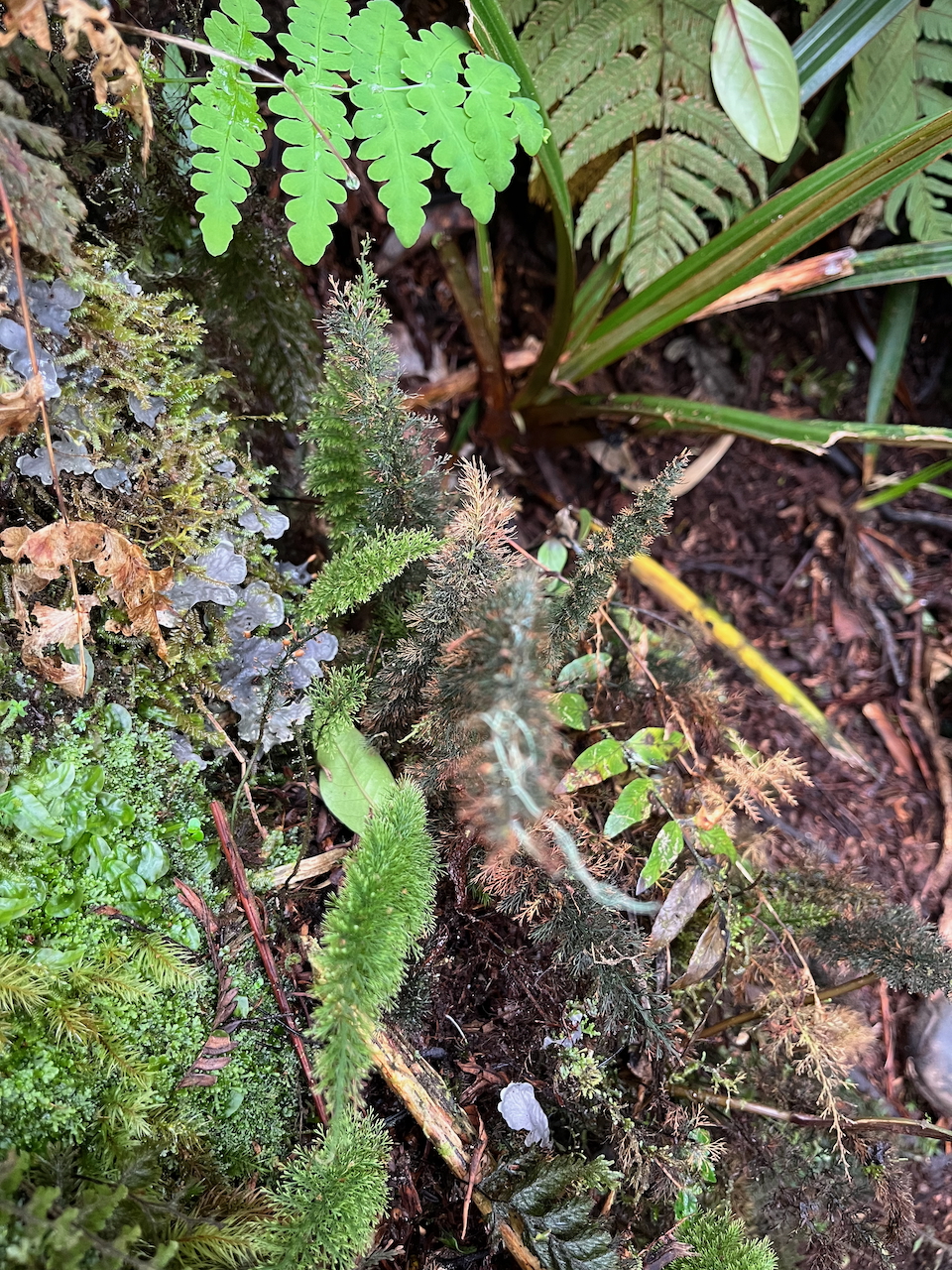 58. Abrodictyum meifolium (Bory ex Willd.) Ebihara & K.Iwats.  - Hymenophyllaceae Mart.