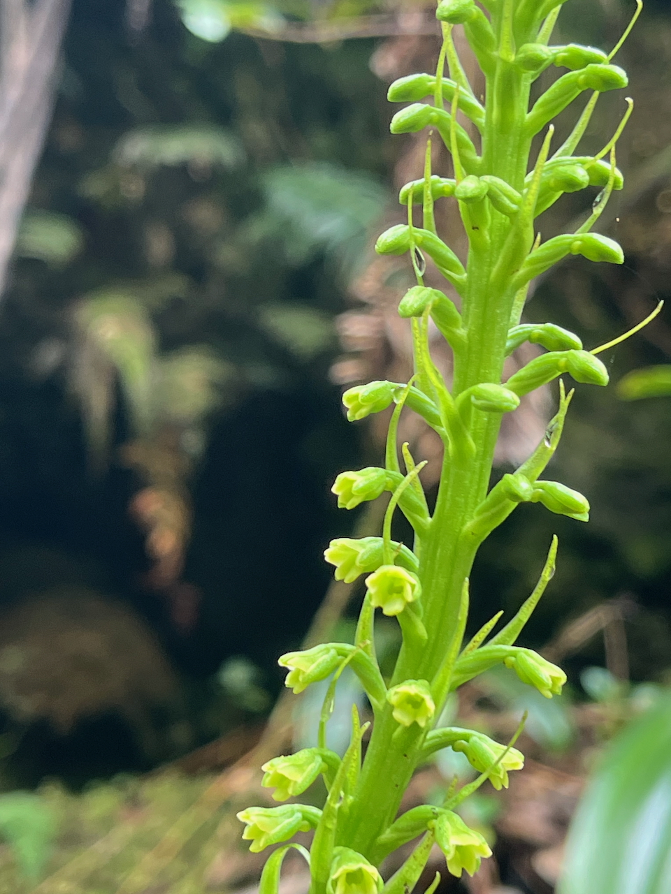 59. Habenaria chlorantha (ex Benthamia latifolia) - Ø - Orchidaceae -endémique La Réunion et île Maurice