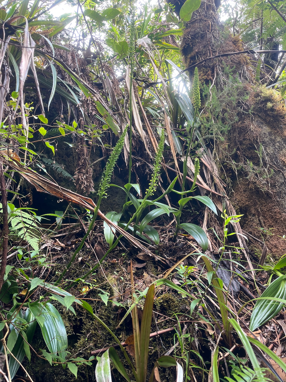60. Habenaria chlorantha (ex Benthamia latifolia) - Ø - Orchidaceae -endémique La Réunion et île Maurice