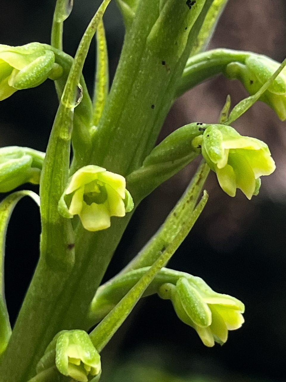 61. Fleurs de Habenaria chlorantha (ex Benthamia latifolia) - Ø - Orchidaceae -endémique La Réunion et île Maurice