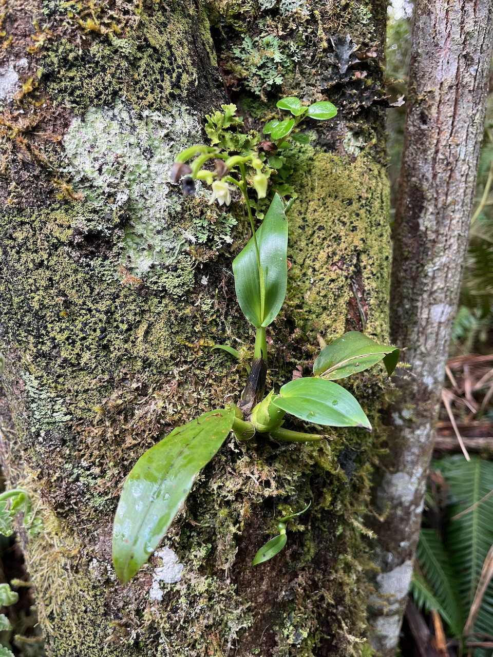 62. Polystachya cultriformis - - Orhidacea - Indigène Réunion