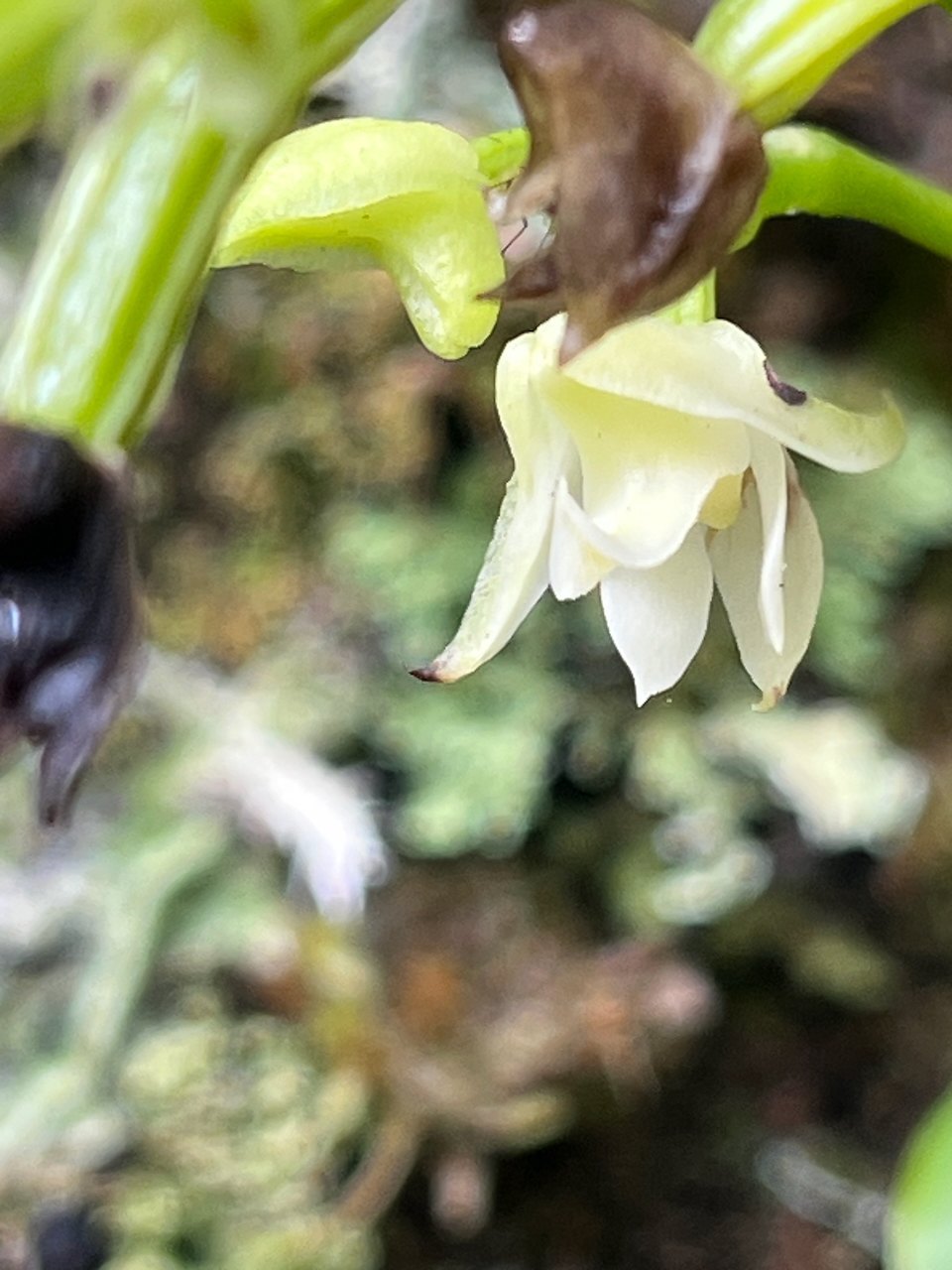 63. Fleur de Polystachya cultriformis - - Orhidacea - Indigène Réunion