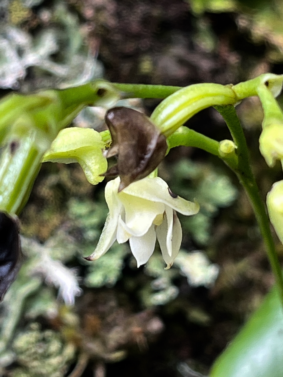 64. Fleur de Polystachya cultriformis - - Orhidacea - Indigène Réunion