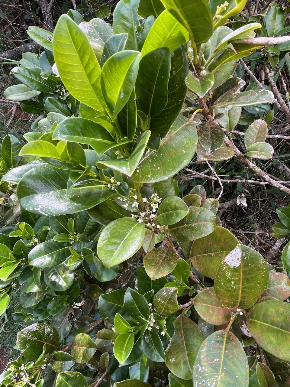 65. Melicope borbonica ou Euodia borbonica - Petit catafaille - Rutacée - M