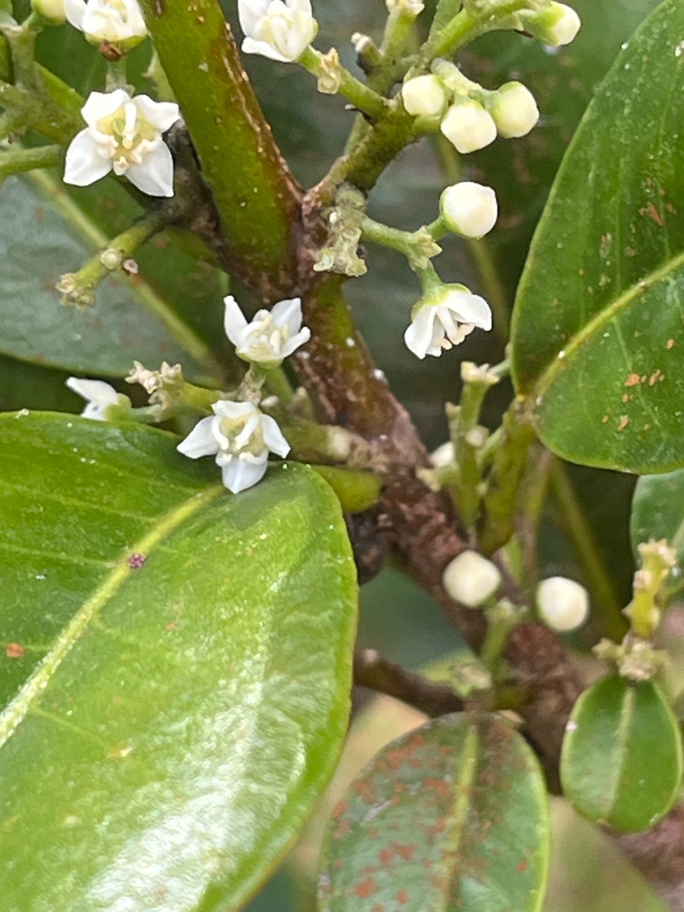 66. Fleurs de Melicope borbonica ou Euodia borbonica - Petit catafaille - Rutacée - M