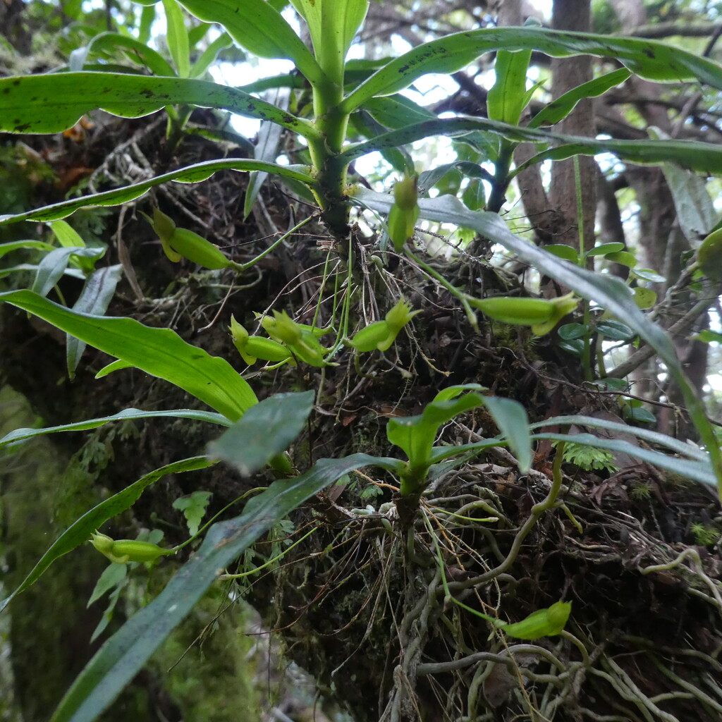 Angraecum_multiflorum-EPIDENDROIDEAE-Indigene_Reunion