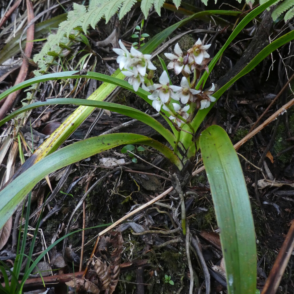 Angraecum_striatum-EPIDENDROIDEAE-Endemique_Reunion