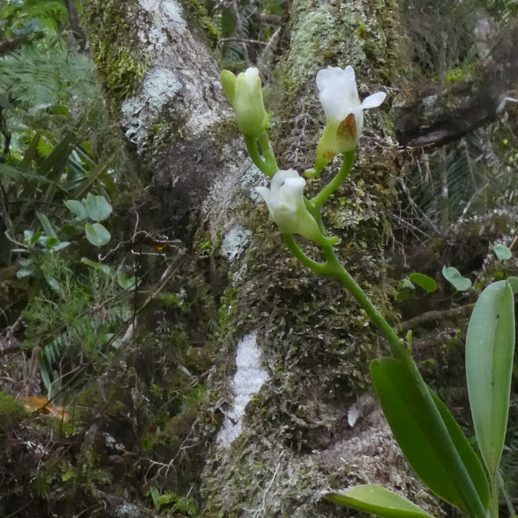 Beclardia_macrostachya-EPIDENDROIDEAE-Indigene_Reunion