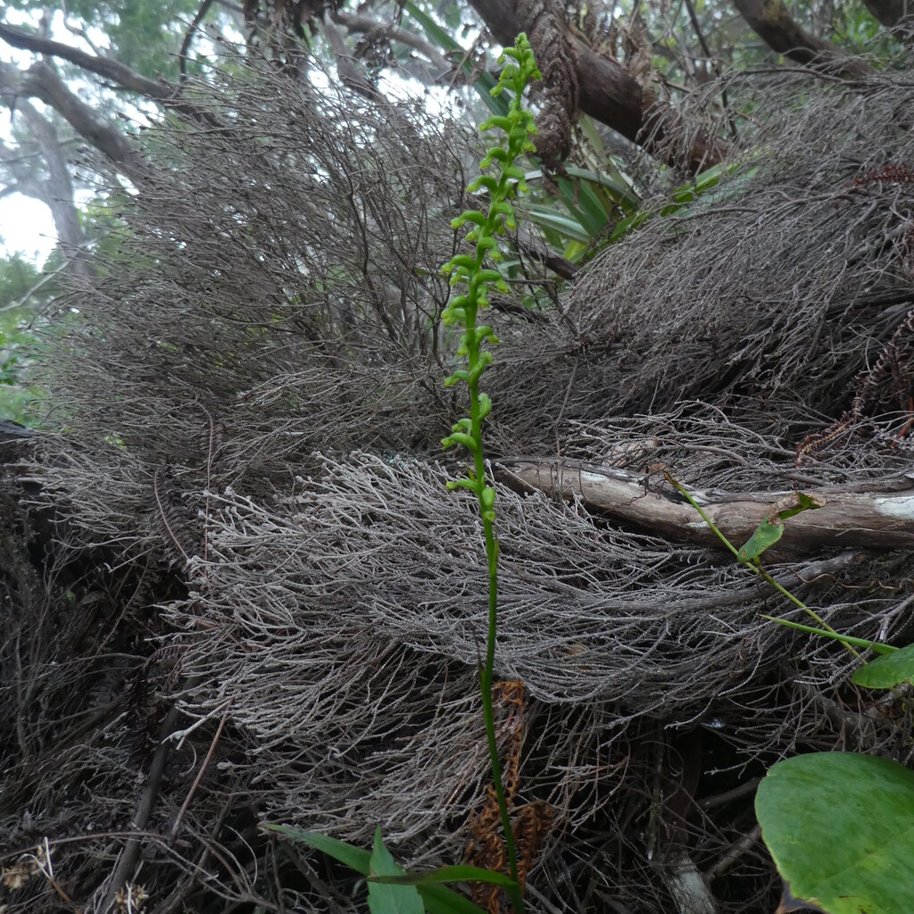 Benthamia_africana-ORCHIDOIDEAE-Indigene_Reunion