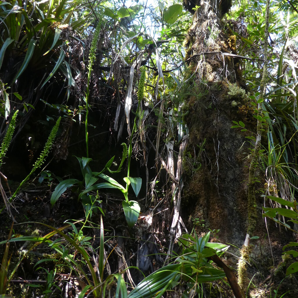 Benthamia_chlorantha-ORCHIDOIDEAE-Indigene_Reunion