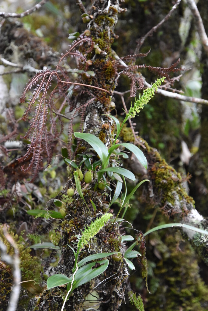 Benthamia_erinacea-ORCHIDOIDEAE-Indigene_Reunion-